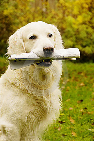 Dog With Newsletter